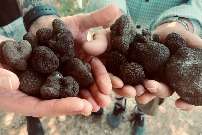 Truffle Hunting in Tuscany - Price and Value: Paying for Dogs, Experts, and Time in the Woods