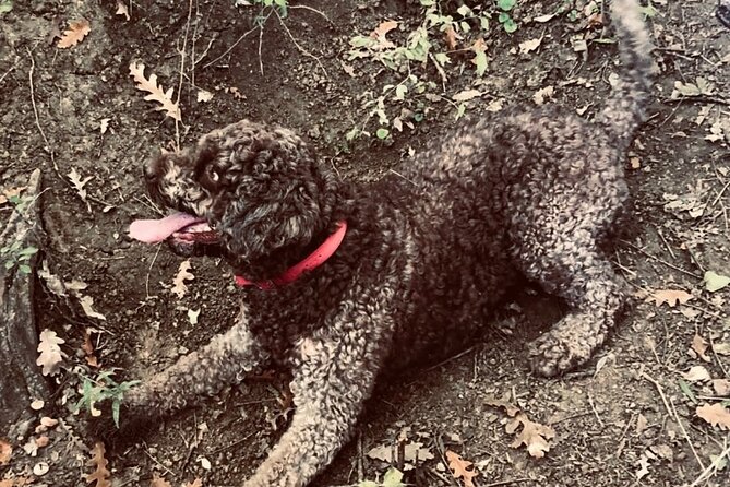 Truffle Hunting in Tuscany - Who This Trip Fits Best (And Who Might Feel Let Down)