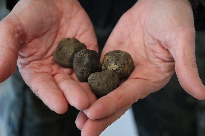 Truffle Hunting & Tasting in San Miniato Tuscany with Dogs - Tartufi Nacci meet-up: what to plan for on arrival