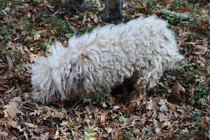 Truffle Hunting & Tasting in San Miniato Tuscany with Dogs - Truffle tasting with wine: what you’re actually paying for