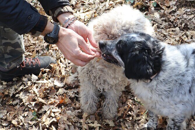 Truffle Hunting & Tasting in San Miniato Tuscany with Dogs - The lunch add-on: when it makes sense to spend more