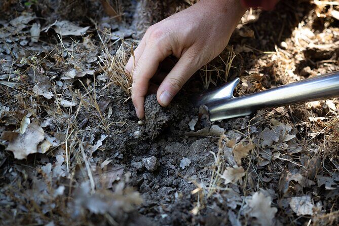 Truffle Hunting & Truffle Cooking Class - Price in context: is $360.96 worth it?