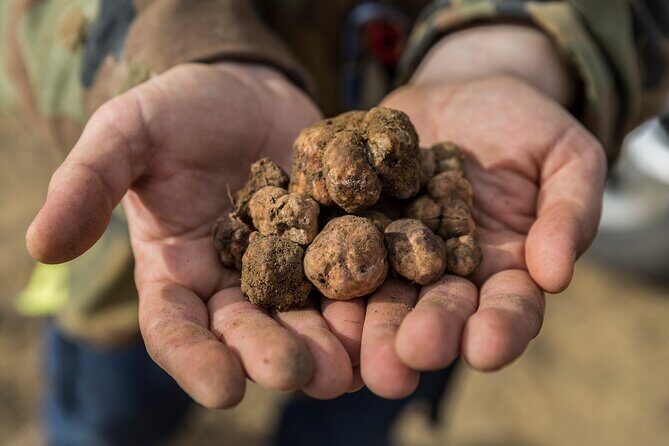 Truffle Hunting & Truffle Cooking Class - Cooking class with Chef Patrizia: four truffle-forward dishes
