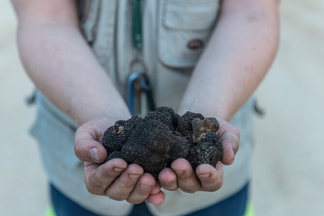 Truffle Lunch & Hunting Experience in San Gimignano - Key things that make this truffle lunch and hunting stand out