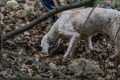Truffle Lunch & Hunting Experience in San Gimignano - Meeting Mirco and Luca, then stepping into the Tuscan woods with truffle dogs