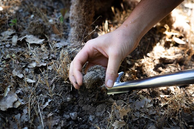 Truffle Lunch & Hunting Experience in San Gimignano - Pairings that help you understand truffles, not just taste them