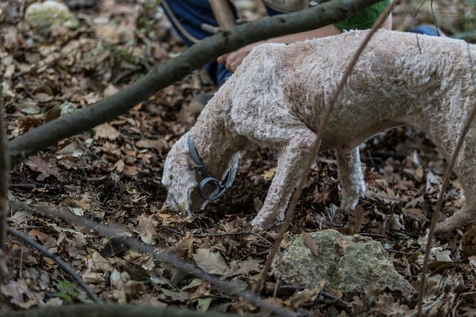 Truffle Lunch & Hunting Experience in San Gimignano - Meeting Mirco and Luca, then stepping into the Tuscan woods with truffle dogs