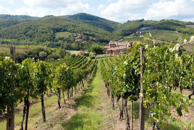 Tuscan countryside bike tour and food tasting - Giotto Connections: Where the Artist’s Life Turns Up in the Countryside