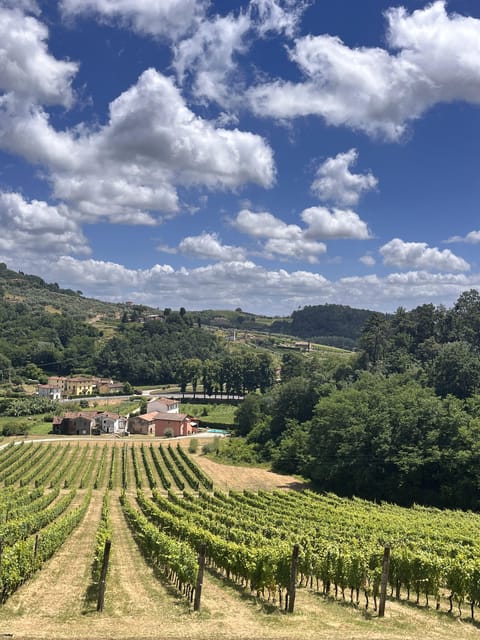 Tuscan Wine Tour by van from Lucca - Stop one: vineyard walk, cellar tour, and the organic tasting theme