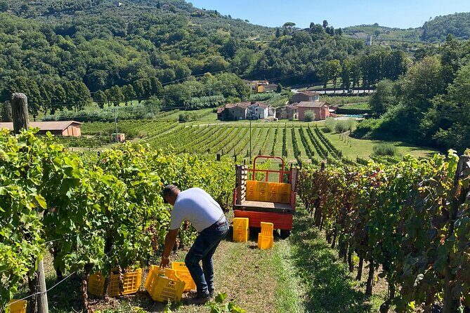Tuscan Wine Tour in Pisa by van - Winery stop two: two methods, one biological goal