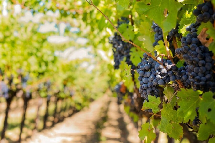 Tuscany: Chianti Wine Paradise Tour - The Chianti Drive: Cypresses, Old Roads, and Scenic Stops