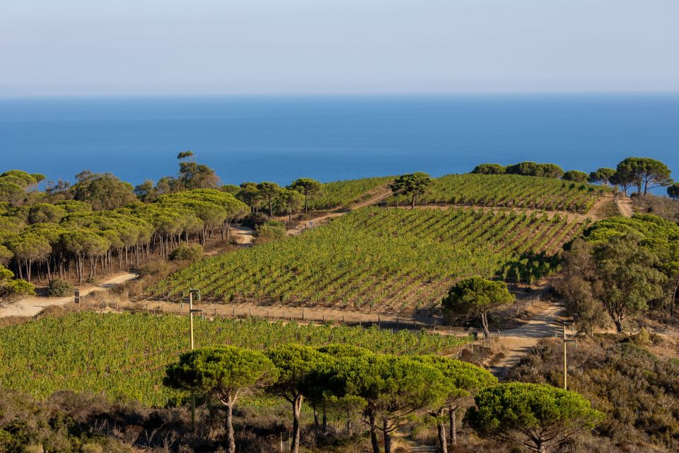 Tuscany: Ripalte Design Winery Wine and Cheese Tasting Tour - Tenuta delle Ripalte: Where the tour actually starts