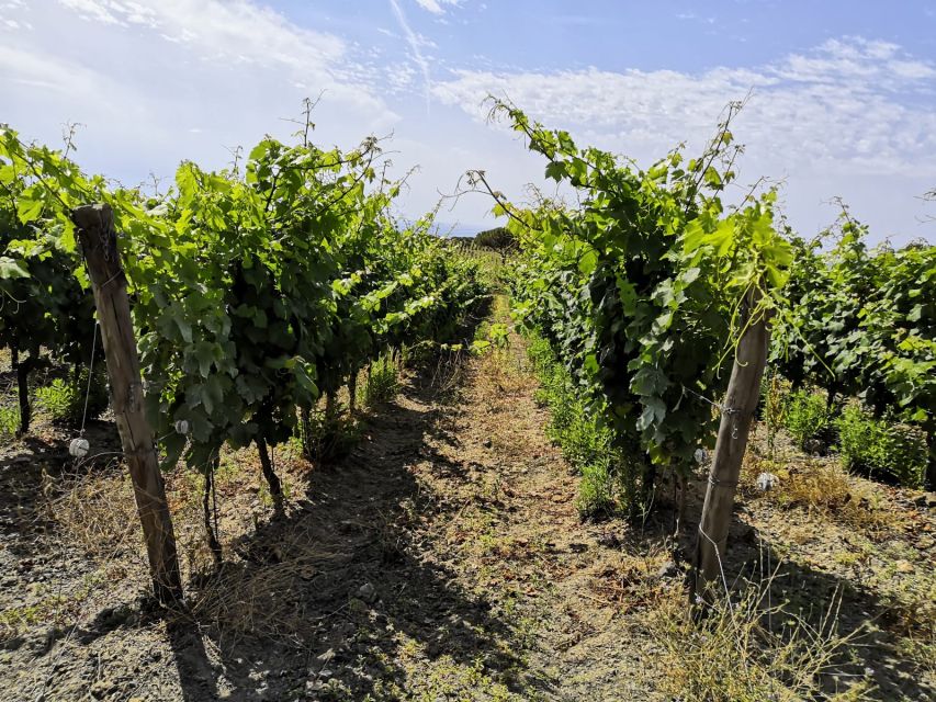 Tuscany: Ripalte Design Winery Wine and Cheese Tasting Tour - Sea views and the panoramic terrace aperitif