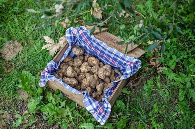 Tuscany Truffle Hunt: A Culinary Adventure - From Florence to truffle country: what this experience really gives you