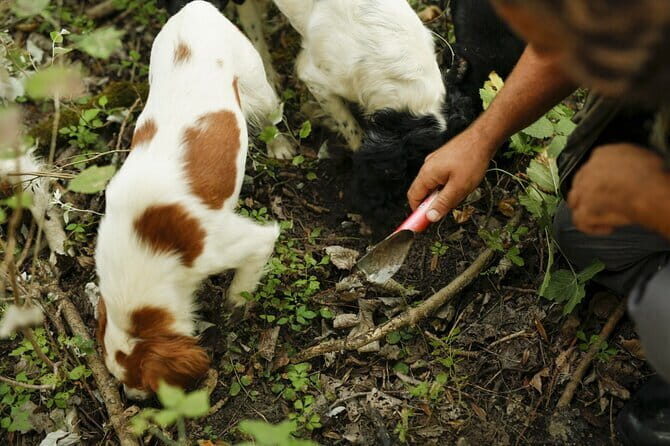 Tuscany Truffle Hunt: A Culinary Adventure - Comfort and clothing: what to wear so the day stays fun