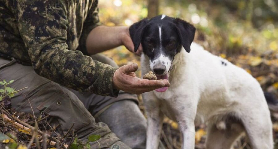 Tuscany: Truffle Hunting and Meal at a Winery - Tuscany Countryside Time: The Value of Being Out of Florence
