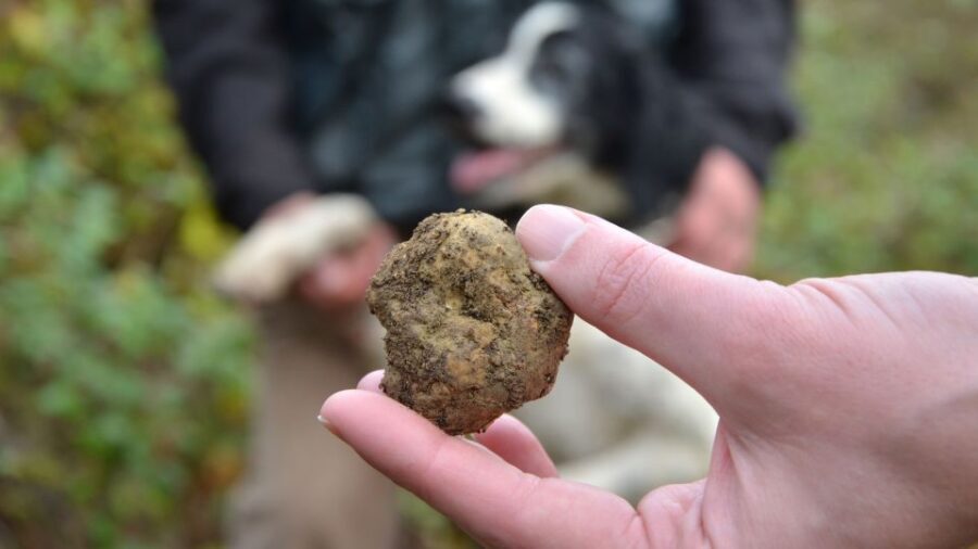 Tuscany: Truffle Hunting and Meal at a Winery - Who This Tour Is Best For (And Who Should Skip It)