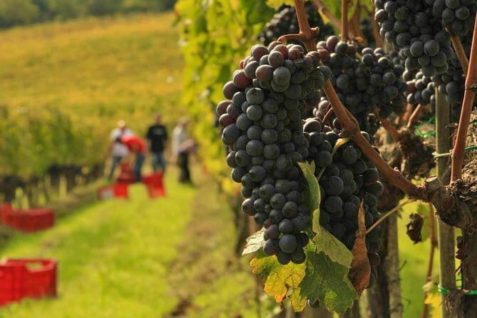 Tuscany Wine Tastings with Panoramic View - Florence to Chianti - Stop 2 in the rolling hills: a gated estate with statues, animals, and award-winning pours