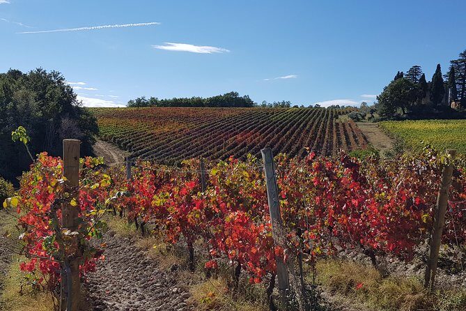 Umbria E-Bike & Wine Tour through Vineyards and Olive Groves - Spoleto-Assisi greenway segment: about 10 km of car-free riding