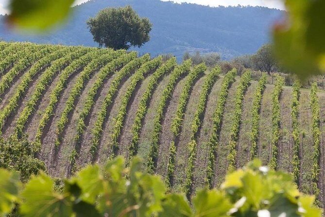 Vespa Tour in Chianti Small Group from Florence - Stop 2: Casale dello Sparviero Winetour and its cypress-lined photos