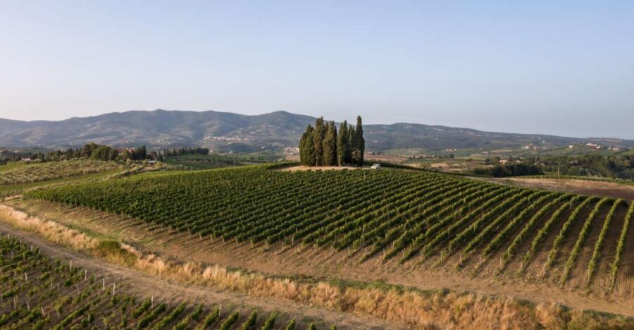 Vinci: wine-experience among the Tuscan hills - Key highlights you’ll actually notice