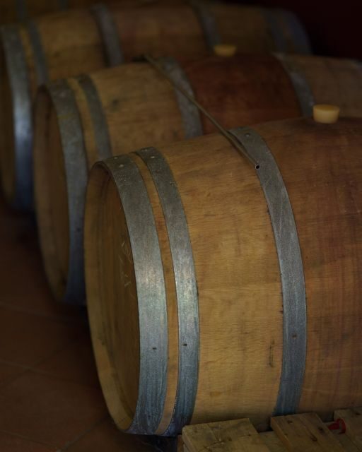 Vinci: wine-experience among the Tuscan hills - Vineyard Walk in Vinci: Views, Grape Rows, and Francesco’s Story
