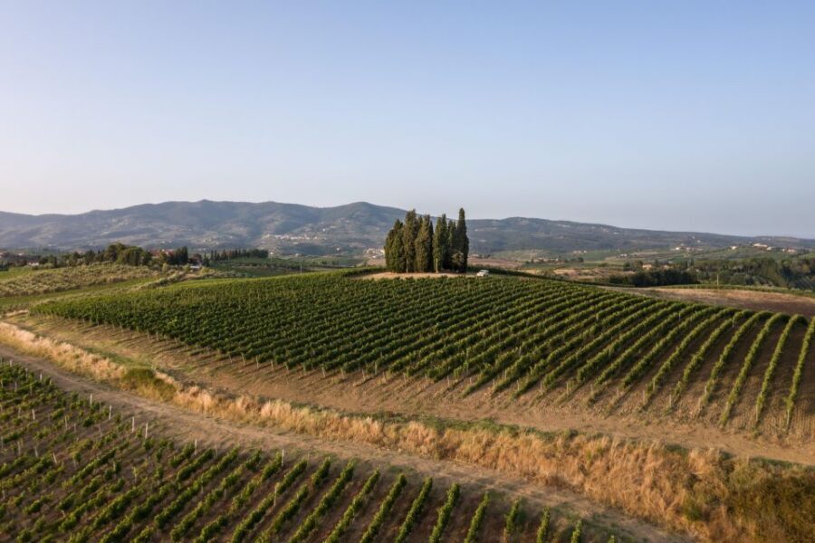 Vinci: wine-experience among the Tuscan hills - Timing, Shoes, and Small-Group Reality