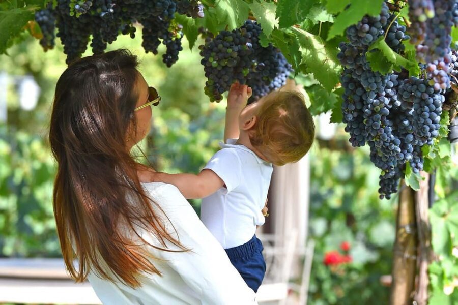 Vineyard Walk, Lunch or Dinner with Wine Tasting - Wine and extra virgin olive oil: what you taste and why it matters