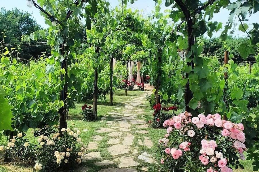 Vineyard Walk, Lunch or Dinner with Wine Tasting - Who this tour fits best (and who should skip it)