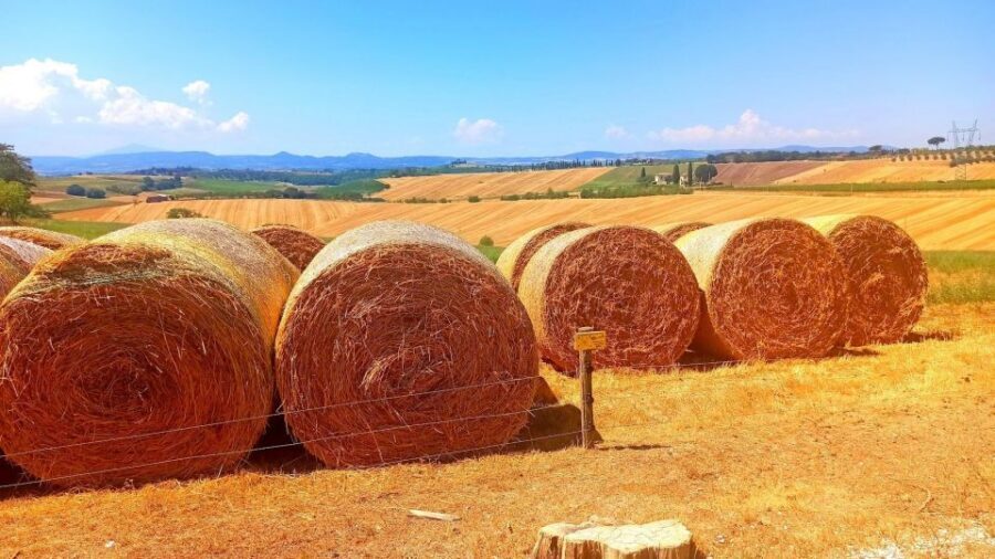 Visit Siena and San Gimignano with lunch at a family farm - From Florence to Tuscany’s medieval duo: how your day moves