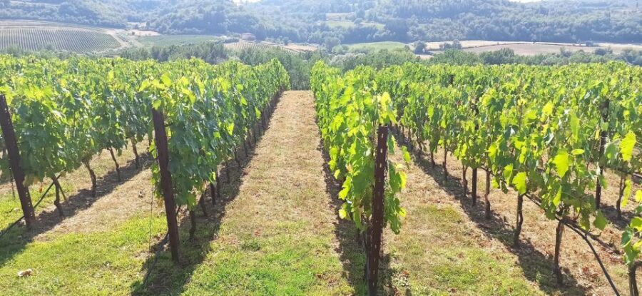 Visit Siena and San Gimignano with lunch at a family farm - Siena in 1.5 hours: Piazza del Campo and smart wandering