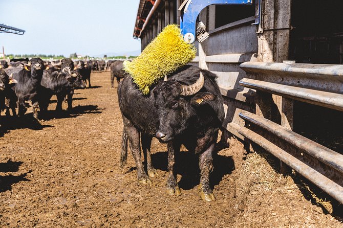 Visit to the Bufale and Dairy farm with cheese tasting - Key highlights you’ll actually care about
