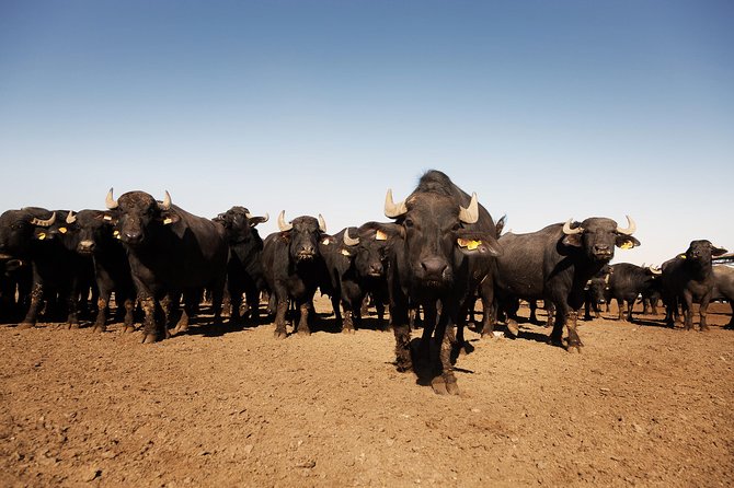 Visit to the Bufale and Dairy farm with cheese tasting - A 90-minute loop: how the tour keeps moving
