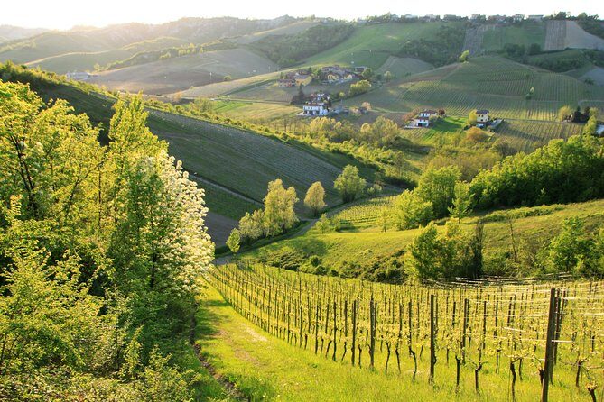 Wine experience Bologna hills - The driver and the VIP factor: why logistics matter here