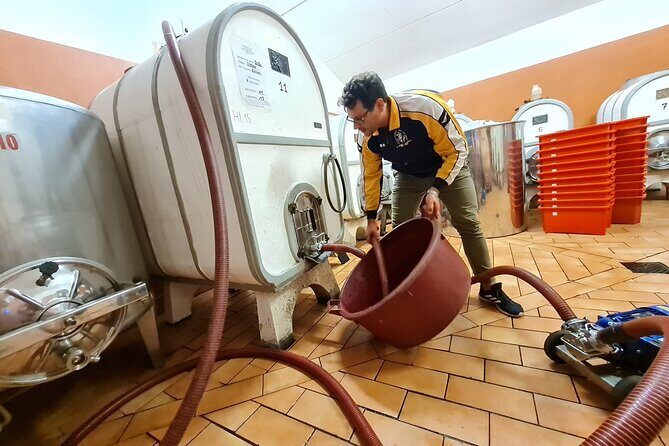 Wine & Oil Tasting Experience - The winery visit: cellars and vineyards, not just a tasting room