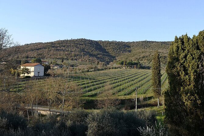 Wine & Oil Tasting Experience - Organic estate extra virgin olive oil: the flavor lesson you didn’t expect