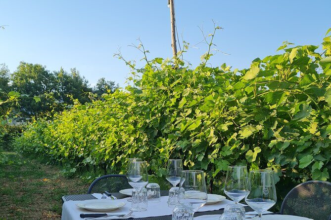 Wine & Oil Tasting Experience - Pricing and value check for $42.01