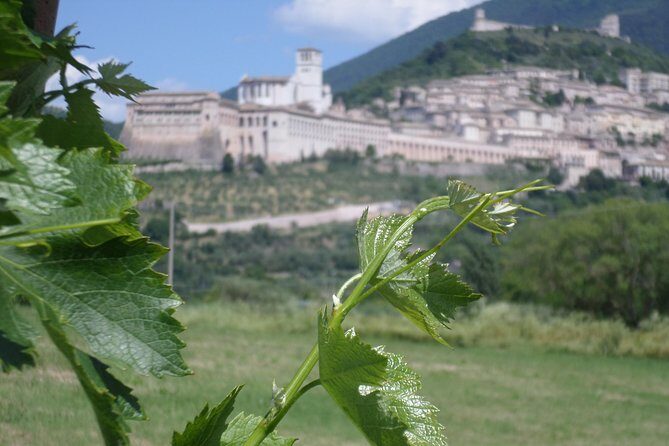 Wine tasting and walk in the Vineyard of Assisi - Key Highlights You Shouldn’t Miss