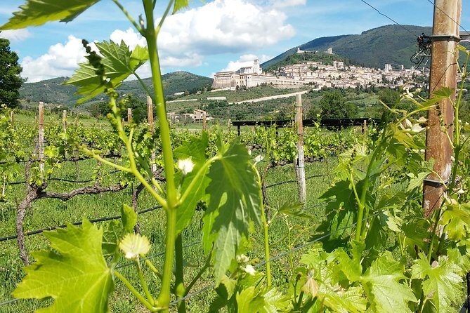 Wine tasting and walk in the Vineyard of Assisi - Cantina SAIO in Assisi: Why This 5pm Slot Works