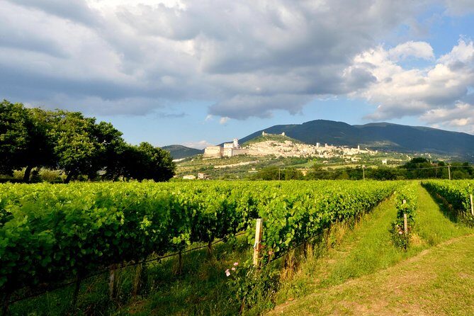 Wine tasting and walk in the Vineyard of Assisi - Practical Tips Before You Go