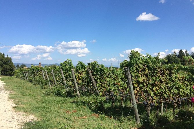 Wine Tasting and Winery tour - Getting the best experience: small tips that actually help