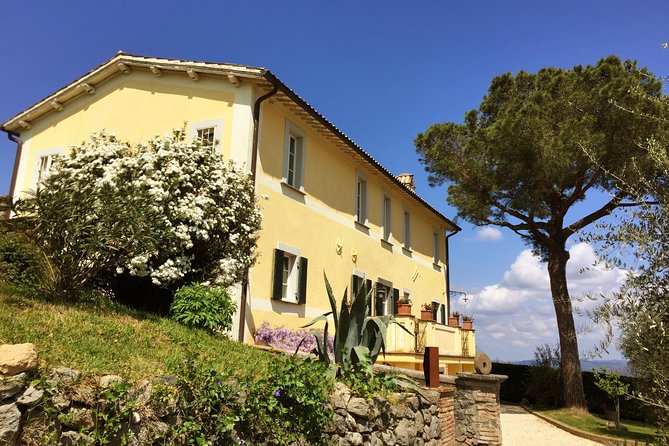 Wine Tasting and Winery tour - The vineyard walk: where the guide turns vines into a story