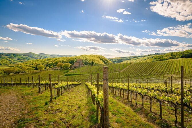 Wine tasting in TWO family wineries around Florence - Stop 1: Montefioralle winery tastings and medieval village views