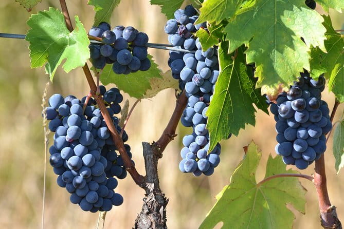 Wine Tour Experience - Tenuta di Capezzana: the simple reason this tour works