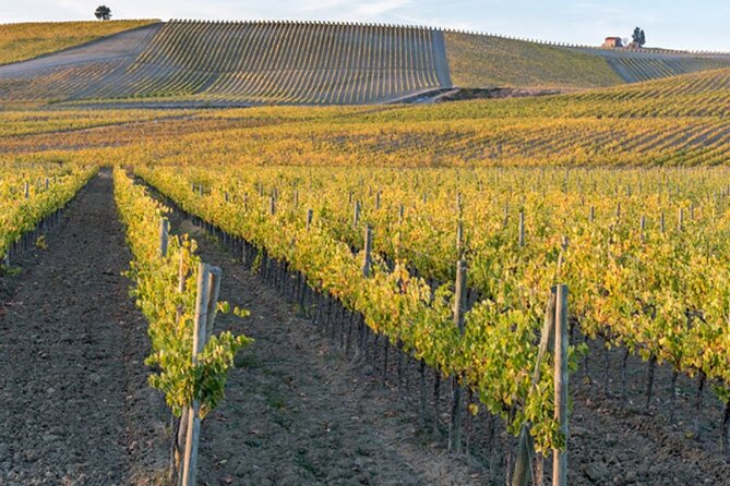 Wine Tuk Tour Siena - The eTuk ride: quick, fun, and actually scenic