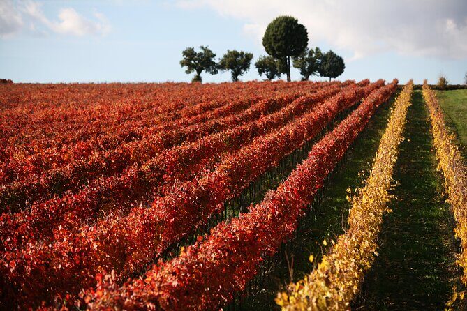 Winery Tour and Private Tasting in Montefalco - Family-run Bocale Vini: what the Valentini connection adds
