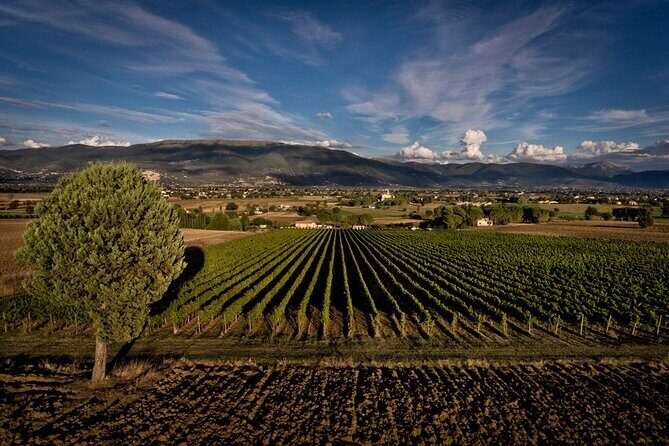 Winery Tour and Private Tasting in Montefalco - Private tour timing and what a 1 hour 30 minutes plan feels like