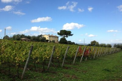 Winery tour and wine & cheese tasting - The Wine Cellar Tour: Fermentation, Aging, and Bottling in Plain Words