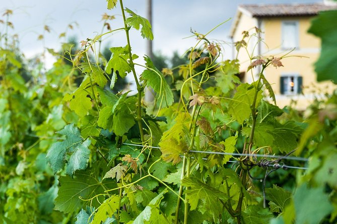 Winery tour and wine & cheese tasting - Who Should Book (and Who Should Skip)