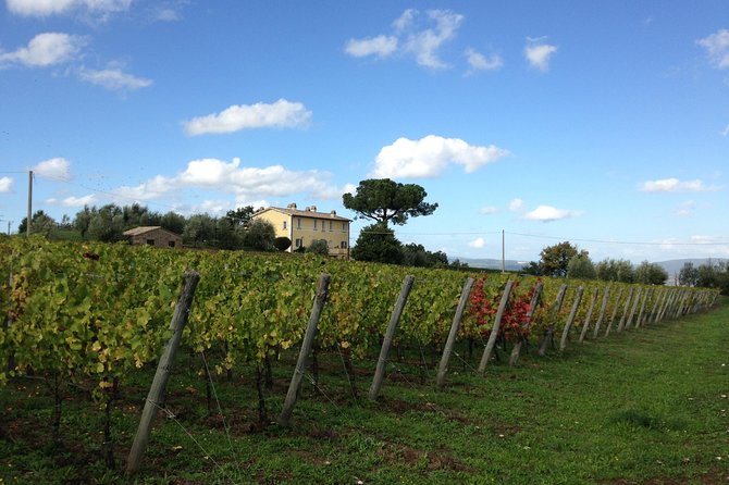 Winery tour and wine & cheese tasting - The Wine Cellar Tour: Fermentation, Aging, and Bottling in Plain Words
